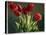 Red Tulips-Helen J. Vaughn-Premier Image Canvas