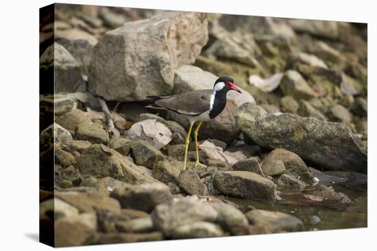 Red Wattled Lapwing (Vanellus Indicus), Ranthambhore, Rajasthan, India-Janette Hill-Premier Image Canvas