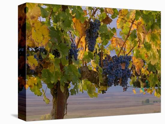 Red Wine Grapes Hanging, Yakima, Washington-Janis Miglavs-Premier Image Canvas