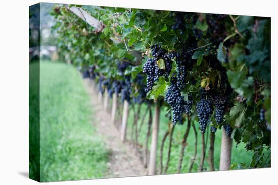 Red Wine Grapes on A Vine Vines on Lake Garda-Helmut1979-Premier Image Canvas