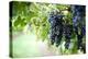 Red Wine Grapes on A Vine Vines on Lake Garda-Helmut1979-Premier Image Canvas