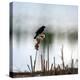 Red Wing Blackbird 3-Ursula Abresch-Premier Image Canvas