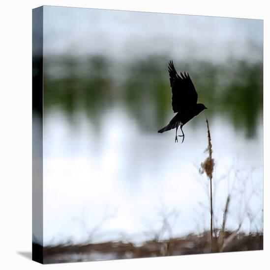 Red Wing Blackbird 4-Ursula Abresch-Premier Image Canvas