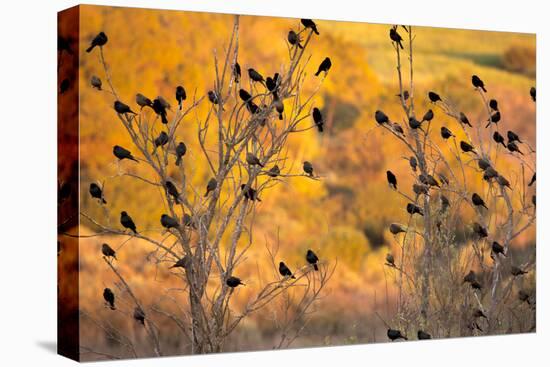 Red-Wing Blackbirds, Sunset, Santa Monica Mountains Nra, California-Rob Sheppard-Premier Image Canvas