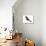 Red-Winged Blackbird (Agelaius Phoeniceus), Birds-Encyclopaedia Britannica-Stretched Canvas displayed on a wall