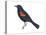 Red-Winged Blackbird (Agelaius Phoeniceus), Birds-Encyclopaedia Britannica-Stretched Canvas