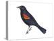 Red-Winged Blackbird (Agelaius Phoeniceus), Birds-Encyclopaedia Britannica-Stretched Canvas