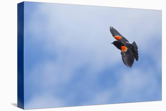 Red-Winged Blackbird (Agelaius Phoeniceus) in Flight, Washington, USA-Gary Luhm-Premier Image Canvas