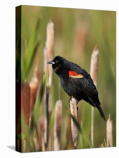 Red-Winged Blackbird (Agelaius Phoeniceus), Lac Le Jeune Provincial Park, British Columbia-James Hager-Premier Image Canvas