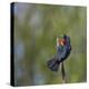 Red-winged Blackbird displaying red epaulettes on a cattail perch in Yarrow Bay on Lake Washington.-Gary Luhm-Premier Image Canvas