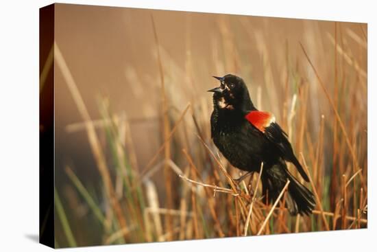 Red-Winged Blackbird Male Singing, Displaying in Wetland, Marion, Il-Richard and Susan Day-Premier Image Canvas