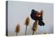 Red-winged Blackbird, Ridgefield NWR, Ridgefield, Washington, USA,-Michel Hersen-Premier Image Canvas