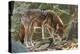 Red Wolf-Gary Carter-Premier Image Canvas