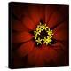 Red Zinnia-Ike Leahy-Premier Image Canvas