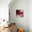 Red-Ursula Abresch-Premier Image Canvas displayed on a wall