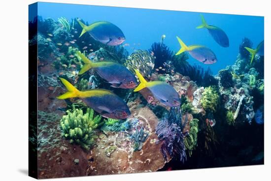 Redbelly Yellowtail Fusiliers-Georgette Douwma-Premier Image Canvas