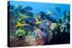 Redbelly Yellowtail Fusiliers-Georgette Douwma-Premier Image Canvas