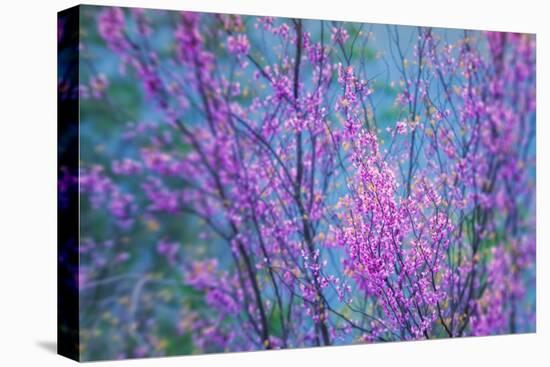 Redbud River Abstract-Vincent James-Premier Image Canvas