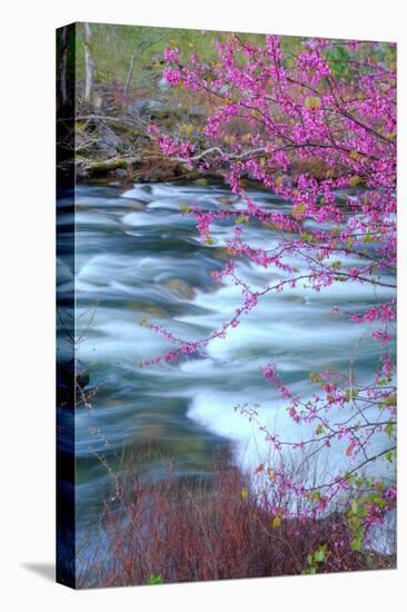 Redbud Riverside-Vincent James-Premier Image Canvas