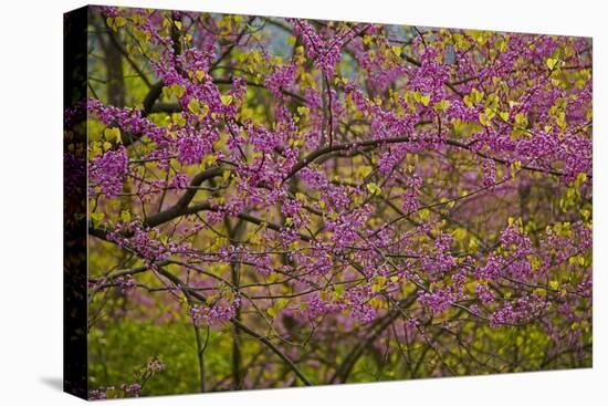 Redbud Tree-null-Premier Image Canvas