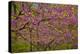 Redbud Tree-null-Premier Image Canvas