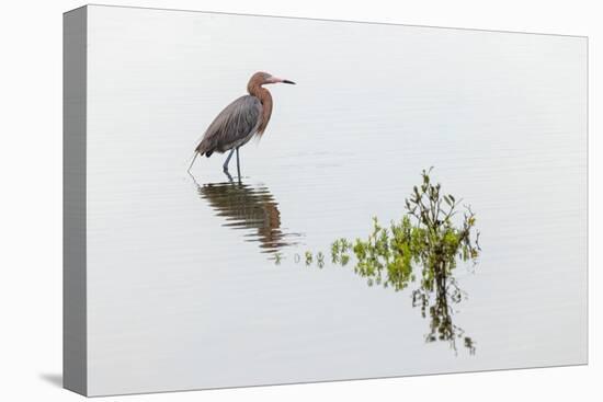 Reddish egret and reflection, South Padre Island, Texas-Adam Jones-Premier Image Canvas