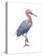 Reddish Egret (Dichromanassa Rufescens), Birds-Encyclopaedia Britannica-Stretched Canvas