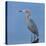 Reddish egret, Egretta rufescens, Merritt Island NWR, Florida, USA-Maresa Pryor-Premier Image Canvas