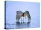 Reddish Egret Fishing, Ding Darling National Wildlife Refuge, Sanibel Island, Florida, USA-Charles Sleicher-Premier Image Canvas