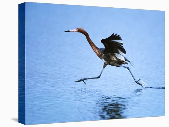 Reddish Egret Fishing, Ding Darling National Wildlife Refuge, Sanibel Island, Florida, USA-Charles Sleicher-Premier Image Canvas