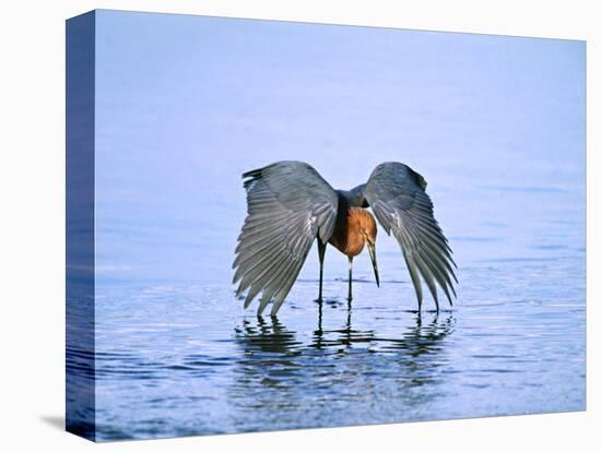 Reddish Egret Fishing, Ding Darling National Wildlife Refuge, Sanibel Island, Florida, USA-Charles Sleicher-Premier Image Canvas