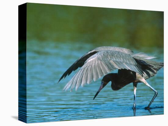 Reddish Egret Fishing in Shallow Water, Ding Darling NWR, Sanibel Island, Florida, USA-Charles Sleicher-Premier Image Canvas