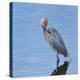 Reddish egret preening, Merritt Island National Wildlife Refuge, Florida, USA-Maresa Pryor-Premier Image Canvas