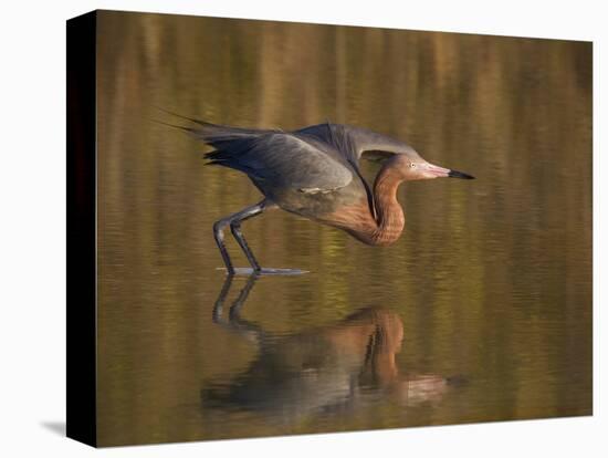 Reddish Egret Reflected in Water and Preparing to Take Off, Ft. Myers Beach, Florida, USA-Ellen Anon-Premier Image Canvas