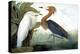 Reddish Egret,-John James Audubon-Premier Image Canvas