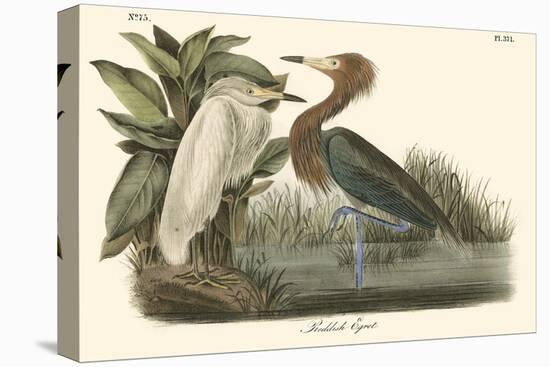 Reddish Egret-John James Audubon-Stretched Canvas