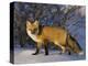 Redfox (Vulpes Vulpes), Churchill, Hudson Bay, Manitoba, Canada-Thorsten Milse-Premier Image Canvas