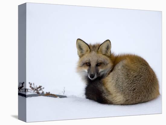 Redfox (Vulpes Vulpes), Churchill, Hudson Bay, Manitoba, Canada-Thorsten Milse-Premier Image Canvas