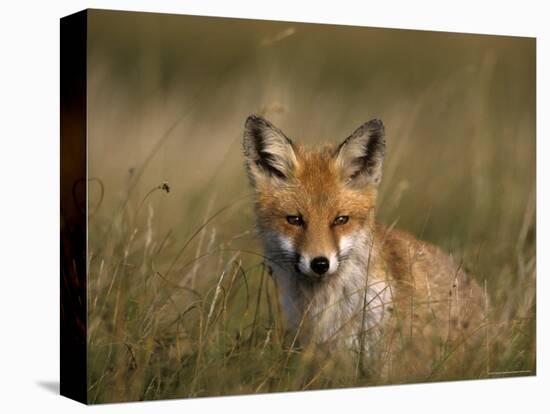 Redfox, (Vulpes Vulpes), Fischland, Mecklenburg-Vorpommern, Germany-Thorsten Milse-Premier Image Canvas