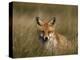 Redfox, (Vulpes Vulpes), Fischland, Mecklenburg-Vorpommern, Germany-Thorsten Milse-Premier Image Canvas