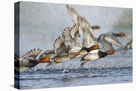 Redhead Duck (Aythya americana) flock flying from freshwater pond near Laguna Madre, Texas.-Larry Ditto-Premier Image Canvas