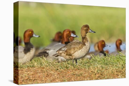 Redhead Duck (Aythya americana) flock resting by freshwater pond near Laguna Madre, Texas.-Larry Ditto-Premier Image Canvas