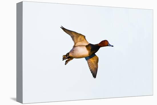 Redhead Duck, Male, Landing at South Padre Island, Texas, Winter-Larry Ditto-Premier Image Canvas