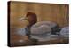 Redhead Duck-Jeffrey Hoff-Premier Image Canvas