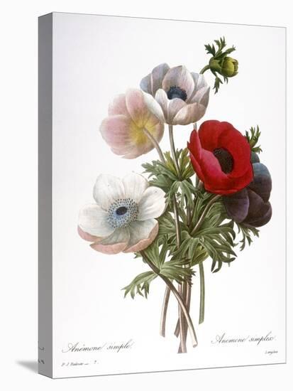 Redoute: Anemone, 1833-Pierre-Joseph Redouté-Premier Image Canvas