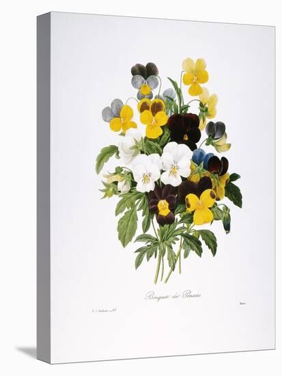 Redoute: Pansy, 1833-Pierre-Joseph Redouté-Premier Image Canvas