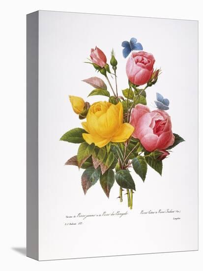 Redoute: Roses, 1833-Pierre-Joseph Redouté-Premier Image Canvas