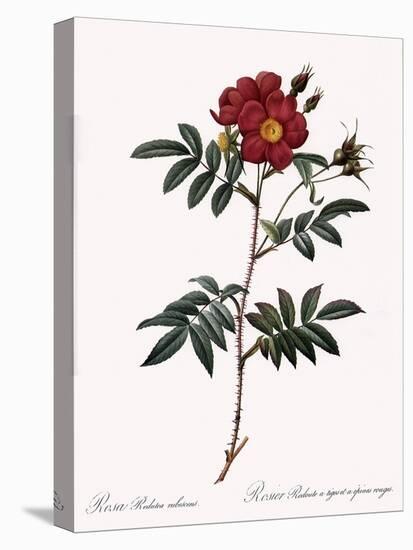 Redoute's Rose with Red Stems and Prickles-Pierre Joseph Redoute-Premier Image Canvas