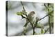 Redpoll (Carduelis Flammea) Adult Male Perched. Wales, UK, February-Mark Hamblin-Premier Image Canvas