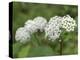 Redring milkweed, white-flowered milkweed, Mammoth Cave National Park, Kentucky-Maresa Pryor-Premier Image Canvas